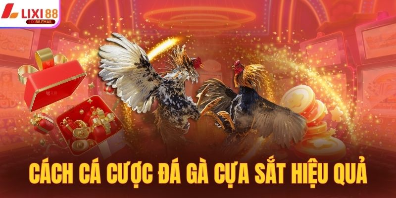 Cách cá cược đá gà cựa sắt hiệu quả cao