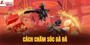 Cách Chăm Sóc Gà Đá - Thông Tin Chi Tiết Cho Chủ Kê