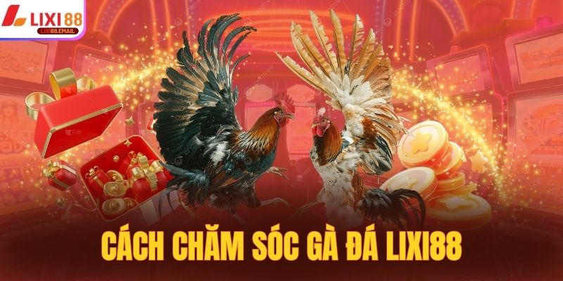 Cách chăm sóc gà đá Lixi88 chia sẻ với hội viên