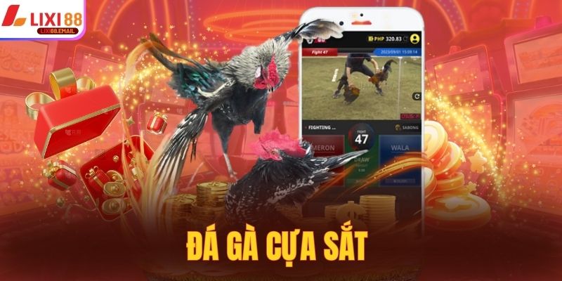 Đá Gà Cựa Sắt - Tìm Hiểu Về Hình Thức Chọi Kê Thú Vị