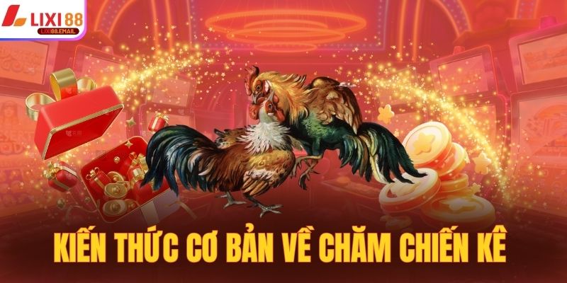 Kiến thức cơ bản cần nắm về chăm chiến kê 