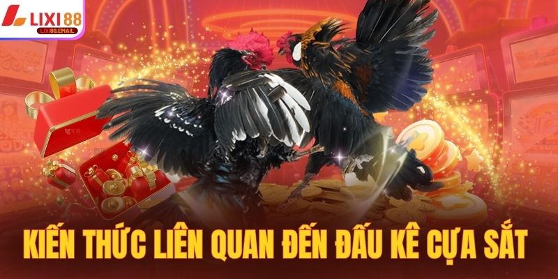 Kiến thức cơ bản liên quan đến đấu kê cựa sắt