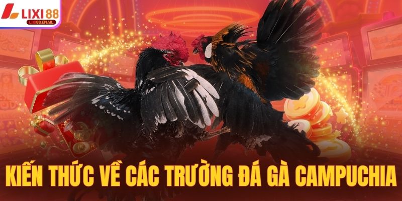 Kiến thức cơ bản về các trường đá gà Campuchia