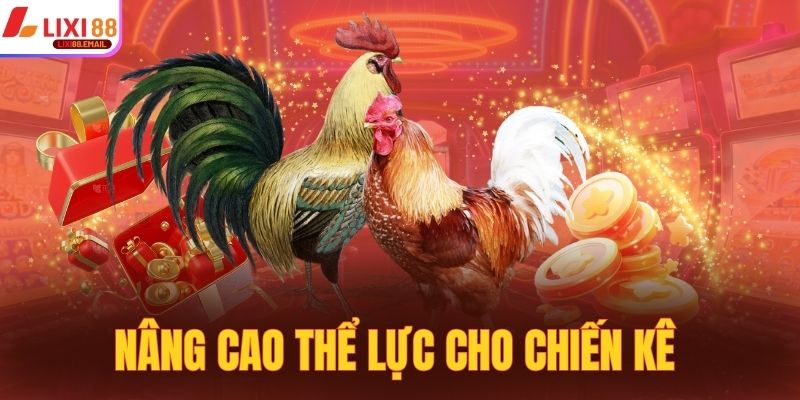 Nâng cao thể lực cho chiến kê trước khi thi đấu